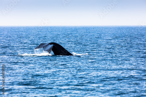 Whale, cape cod