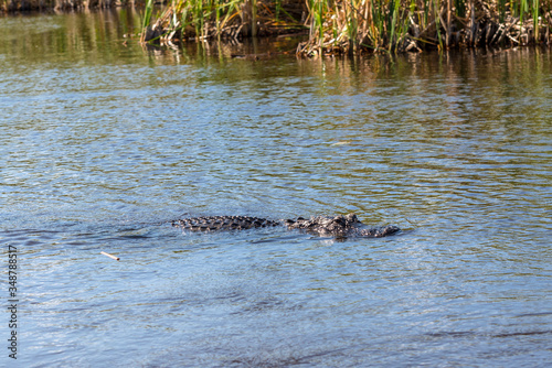 Alligator floating on the water in Everglades National Park, Florida Wetland, USA © Val Traveller