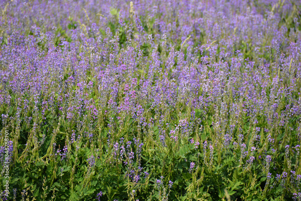 Naklejka premium lavender growing in the field
