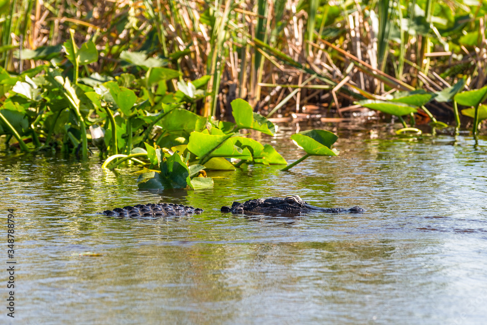 Fototapeta premium Alligator floating on the water in Everglades National Park, Florida Wetland, USA