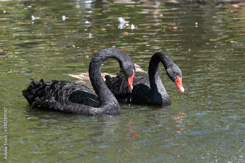 Two black swans with red beaks swim in a pond, the sun shines on the feathers © Dasya - Dasya