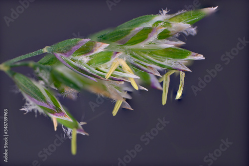 Close-up of the flower of creeping bentgrass photo
