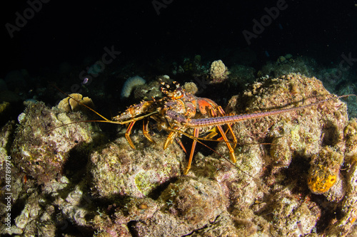 Caribbean spiny lobster