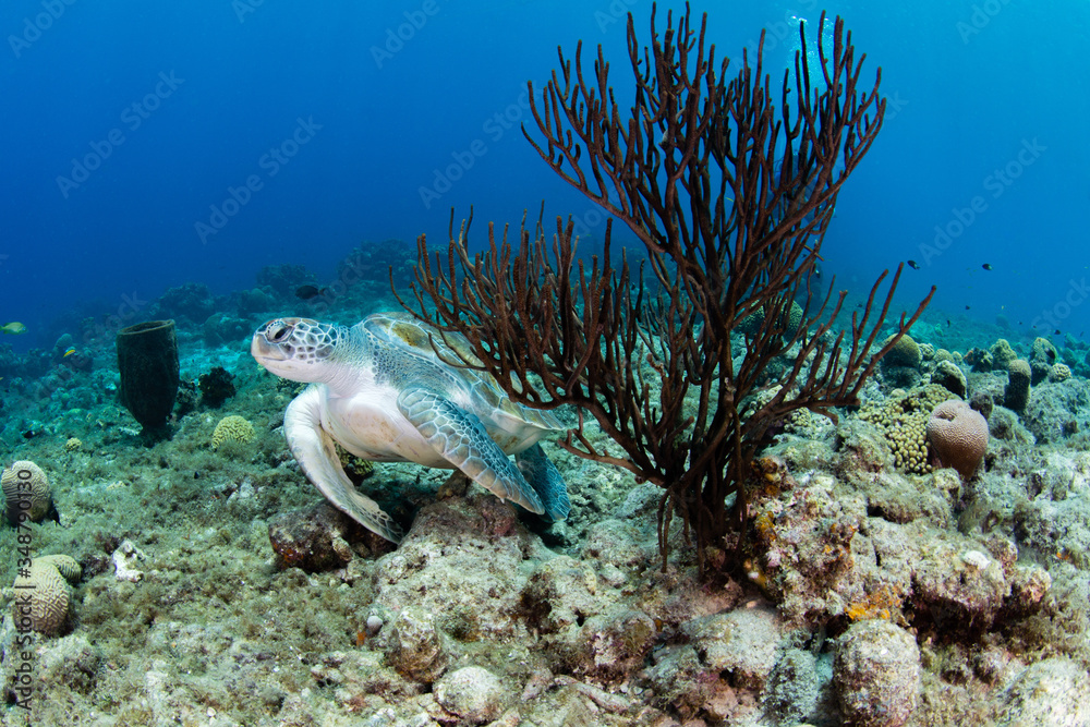 Fototapeta premium Green turtle swimming under blue water