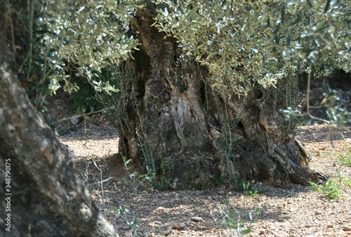 old olive tree stump
