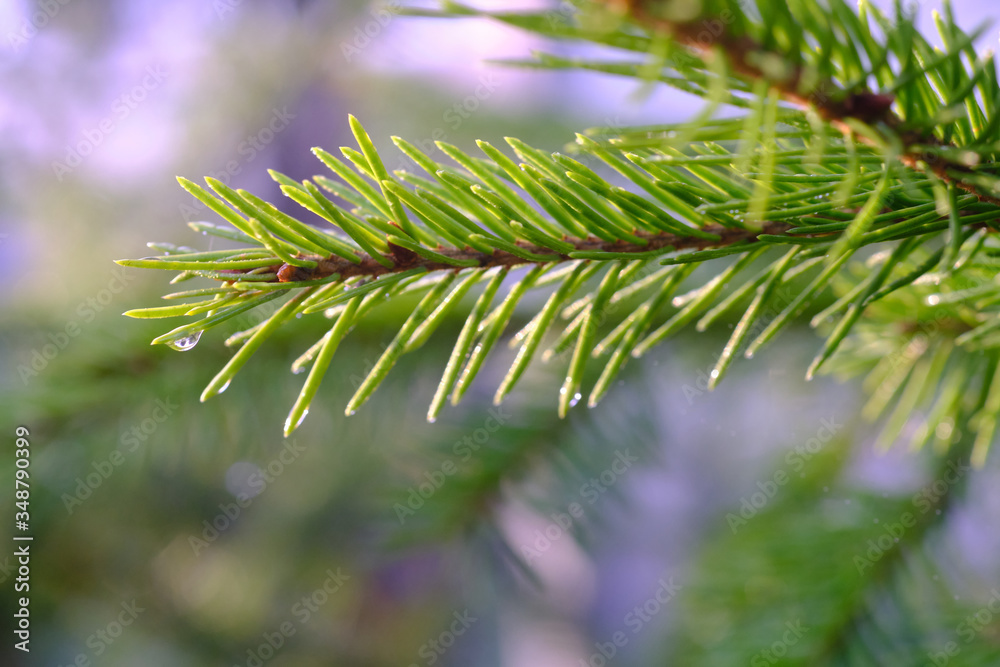 Dew on the needles of a pine, close-up Dew on the needles of a pine, close-up