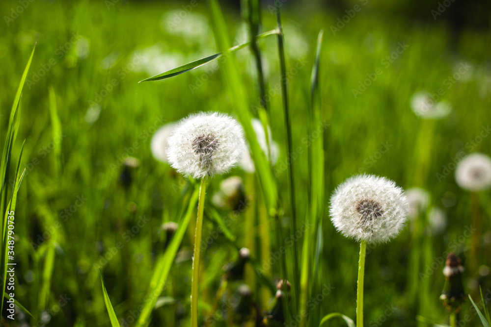 White dandelions on green grass field