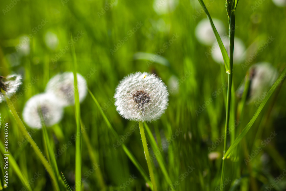 White dandelions on green grass field White dandelions on green grass field