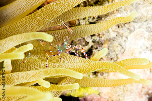 Sun Anemone shrimp photo