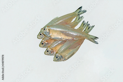 Small anchovy mola carplet or mourala fish on white background. photo