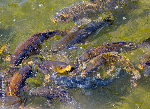 Carp in the lake. Carp is found in ponds, large artificial reservoirs, and quickly breeds.