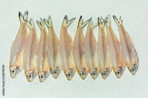 Small anchovy mola carplet or mourala fish on white background. photo