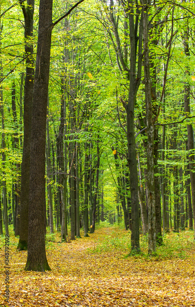 Obraz premium Golden autumnal forest with sunbeams