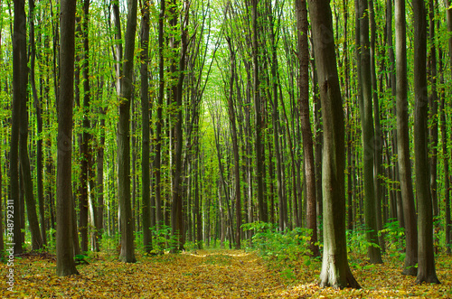 Golden autumnal forest with sunbeams