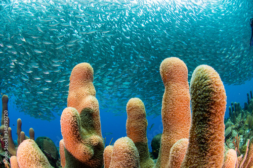 Cardume de sardinhas em recifes de corais