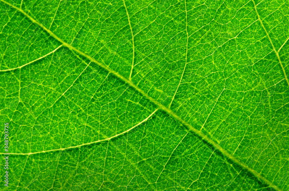 Abstract green leaf texture for background Abstract green leaf texture for background
