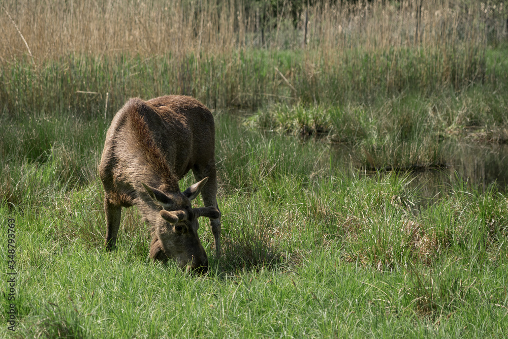 Moose or Eurasian elk on a sunny day in the countryside. Moose or Eurasian elk on a sunny day in the countryside.