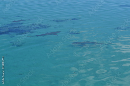 Wallpaper Mural Sharks viewed from a boat in the shallow shoals off Moorea Torontodigital.ca