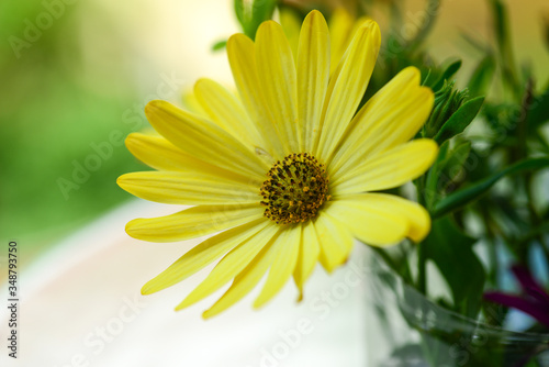 beautiful isolated yellow flower with lot of small petals