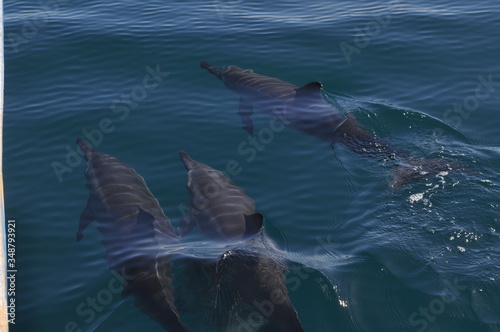 Three Dolphins off the coast of Mo'orea © zane