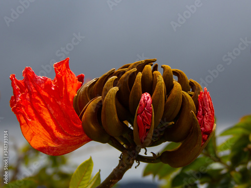 This is how the Tulip tree blooms