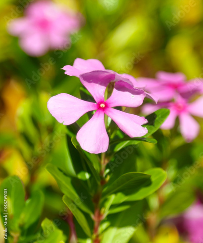 Beautiful pink flowers on the nature