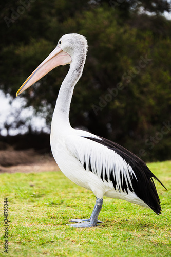Pelicano en Australia.