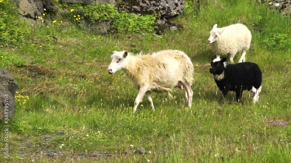 Slow motion of mother sheep ewe walking with her two adorable baby lambs in the Icelandic countryside in Golden Circle, Iceland Slow motion of mother sheep ewe walking with her two adorable baby lambs in the Icelandic countryside in Golden Circle, Iceland