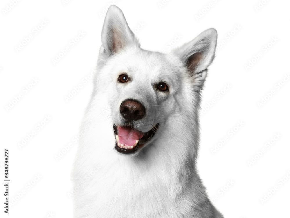 Weisser Schäferhund" Bilder – Durchsuchen 45 Archivfotos, Vektorgrafiken  und Videos | Adobe Stock