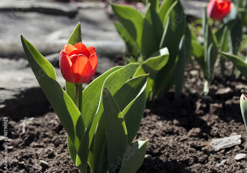 A beautiful tulip with red petals grows in the garden and is lit by the sun. Close-up. #348796929