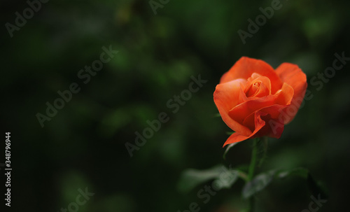 blooming orange rose in sinlight growing in the garden, place for text photo