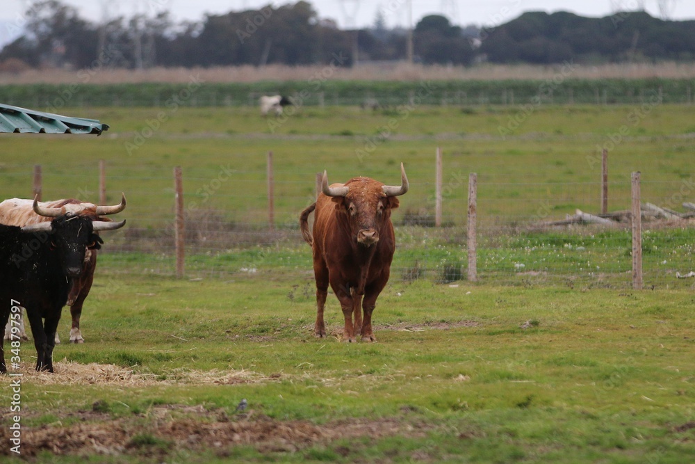 Bull in the green field