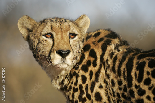 One rare endangered female King Cheetah Portrait Kruger Park