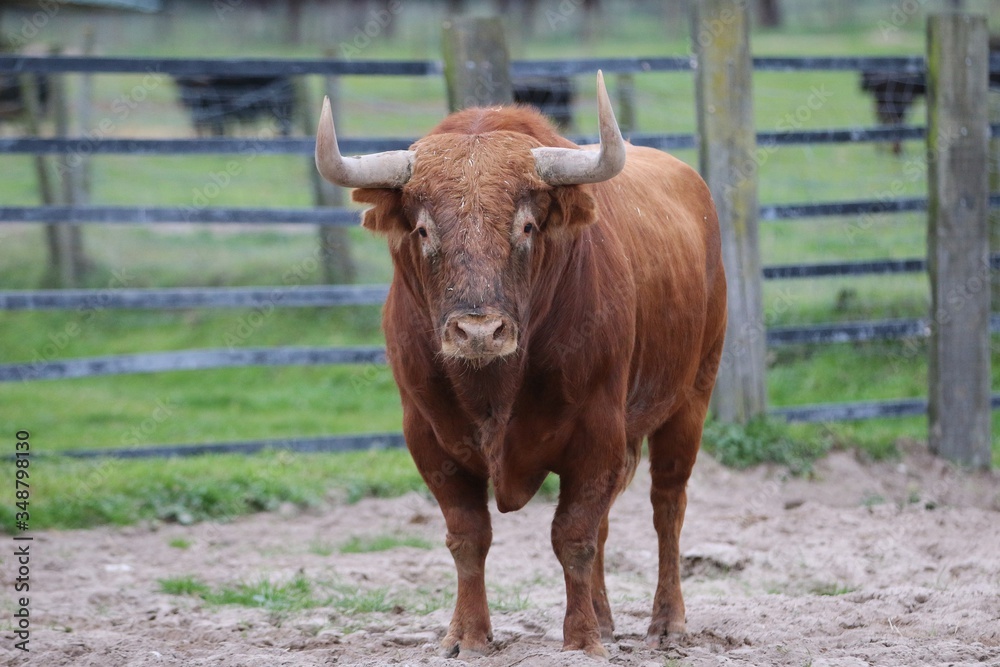 Bull in the green field