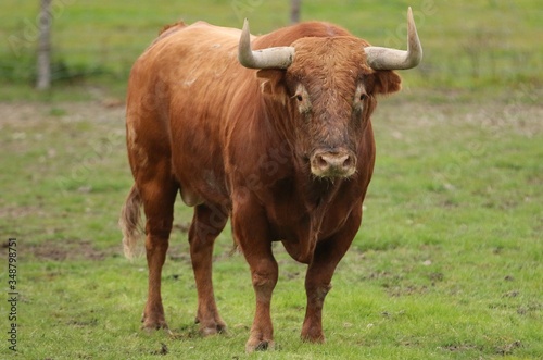 Bull in the green field