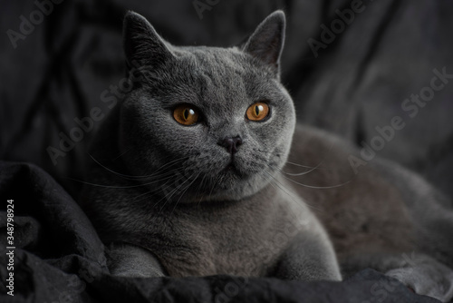 Beautiful cat over a dark background