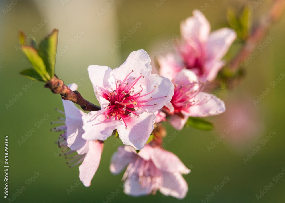 Obraz premium Cherry blossoms in a park in Rome in spring, Italy