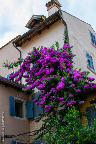 Facade of a typical croatian house with a purple climbing plant, in the old town of Rovinj, Croatia