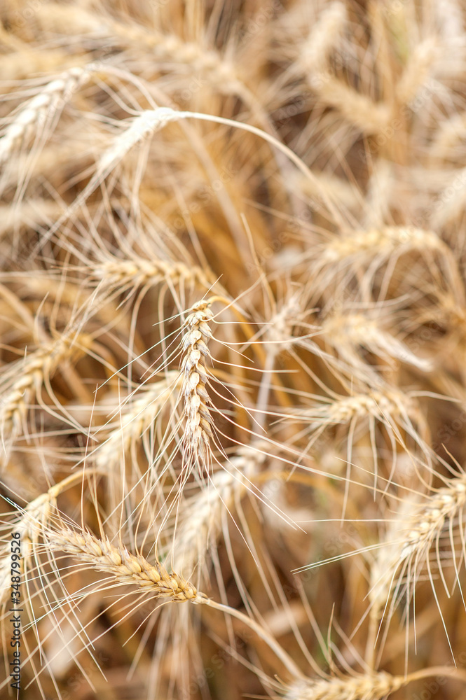 Wheat field. Ears of golden wheat close up. Rural Scenery under Shining Sunlight. Background of ripening ears of meadow wheat field. Rich harvest Concept. Wheat field. Ears of golden wheat close up. Rural Scenery under Shining Sunlight. Background of ripening ears of meadow wheat field. Rich harvest Concept.
