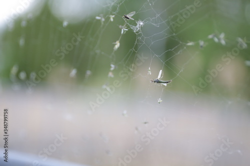 komar w sieci pająka