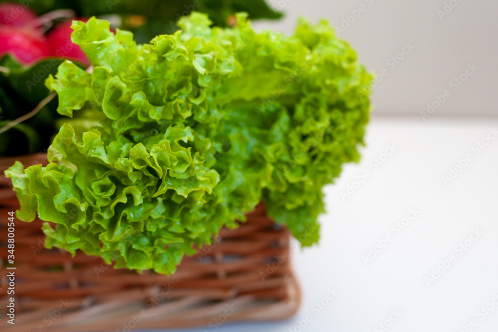Green lettuce leaves in a vegetable basket. Salad set on a white table with place for text. Green lettuce leaves in a vegetable basket. Salad set on a white table with place for text.