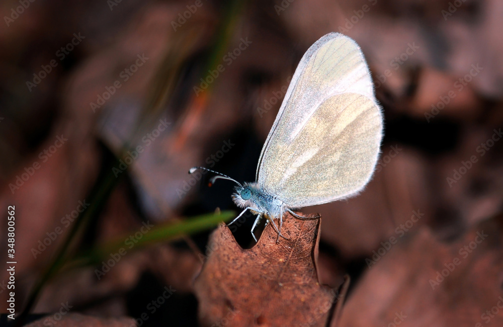 Obraz premium butterfly on dry leaf