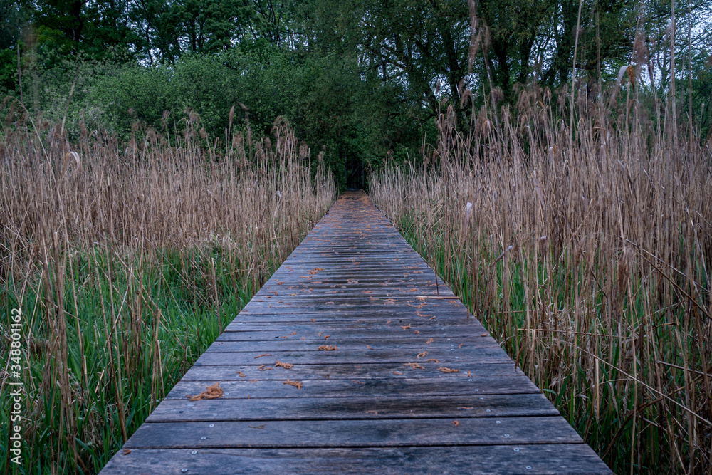 View along a wooden walkway to the forest on the banks of the Ammersee in Germany View along a wooden walkway to the forest on the banks of the Ammersee in Germany