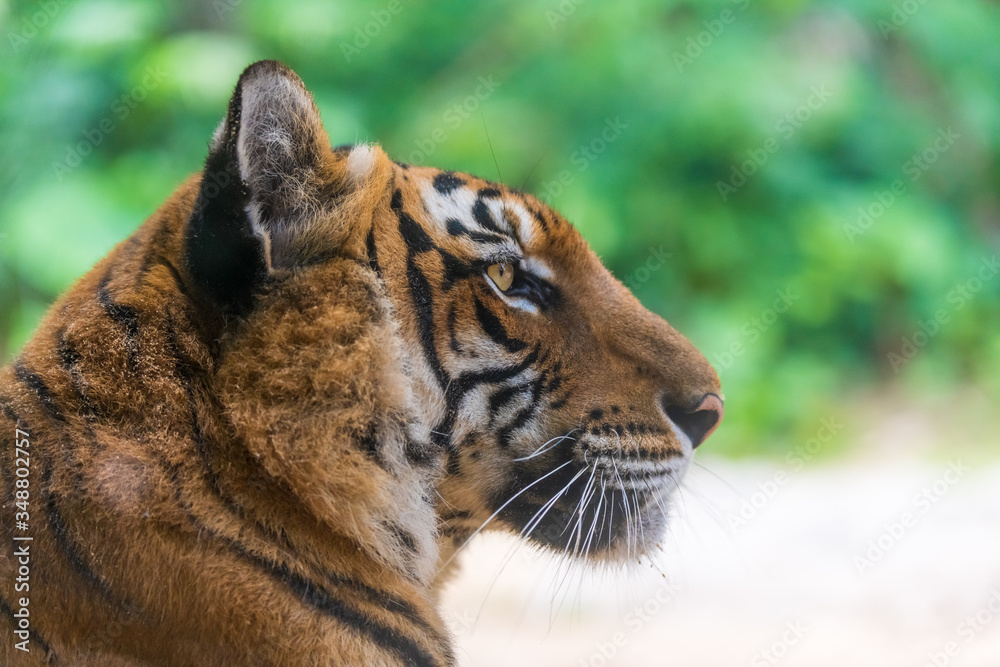 Naklejka The Tiger's head side close-up