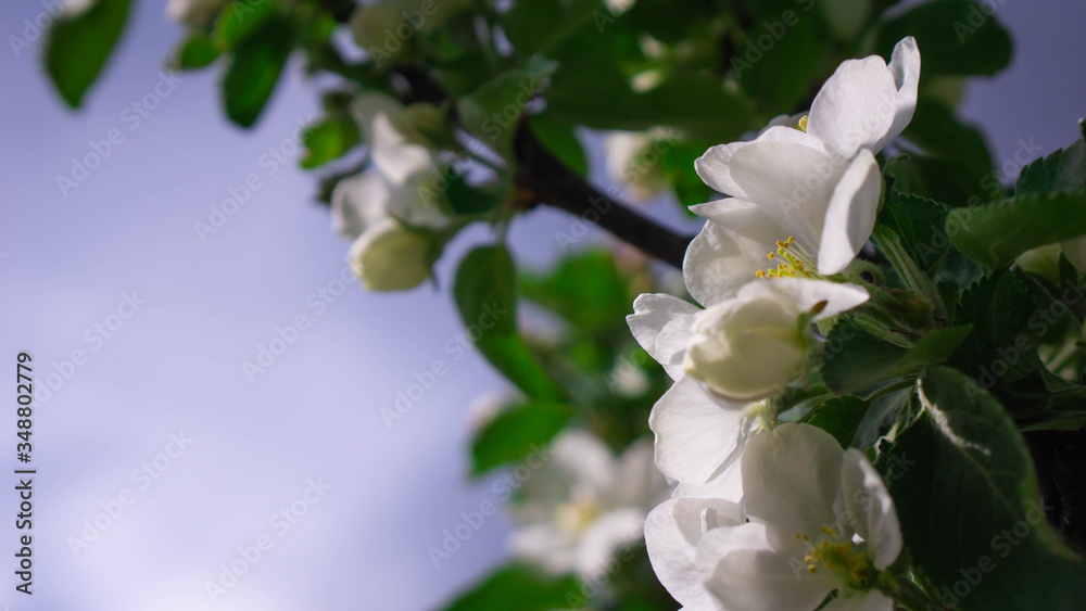 Obraz premium white magnolia flowers