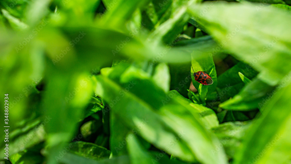 spider on a leaf spider on a leaf