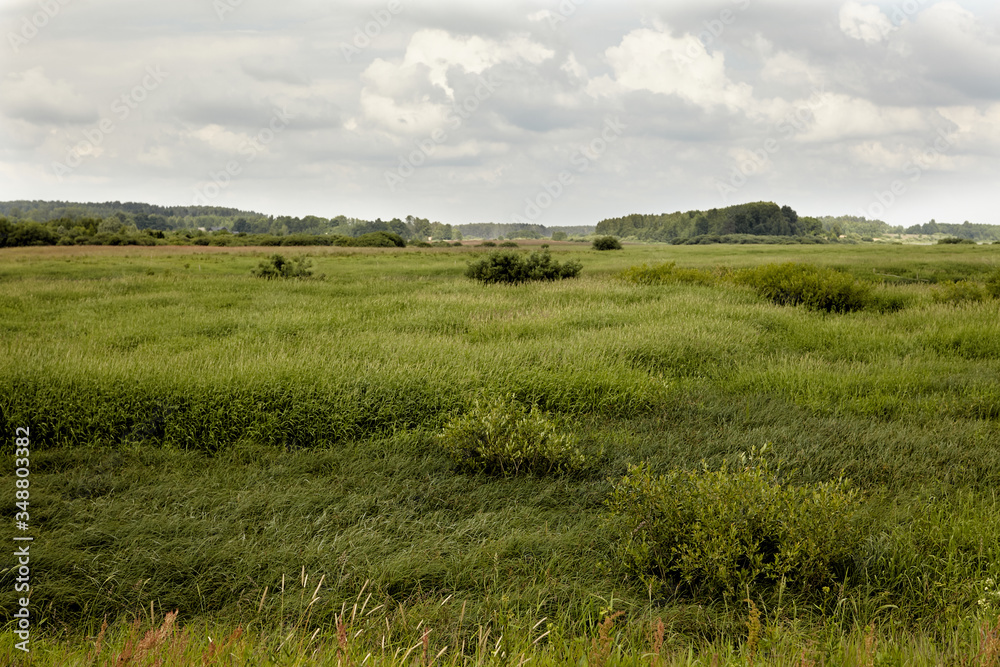 Grass on a wind. Wide field of green grass. Water meadow field.