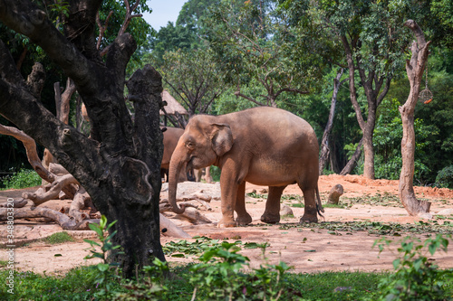 Asian elephant in the zoo