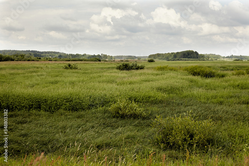 Grass on a wind. Wide field of green grass. Water meadow field.