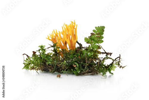 Mushroom Yellow Stagshorn (Calocera viscosa) on desktop for sample study photo